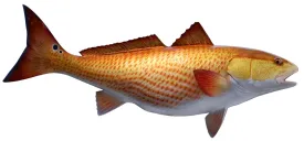 29 INCH REDFISH