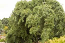 Angel Falls Weeping White Pine