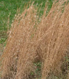 Broomsedge