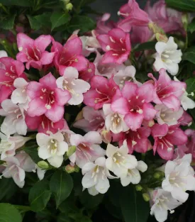 Czechmark Trilogy® Weigela