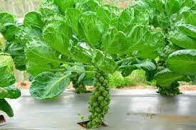 Heirloom Organic Catskill Brussel Sprouts Seeds